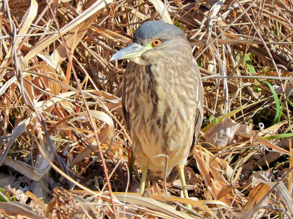 矢上川で　ゴイサギの幼鳥　ホシゴイ　４