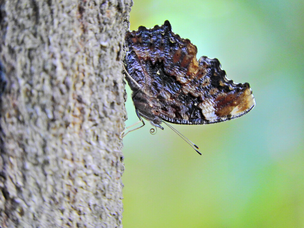 ルリタテハ　１