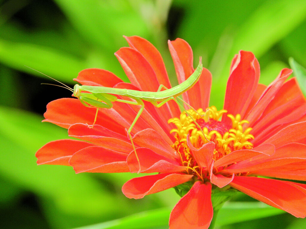 蟷螂さんと遊んだ(∩.∩）１