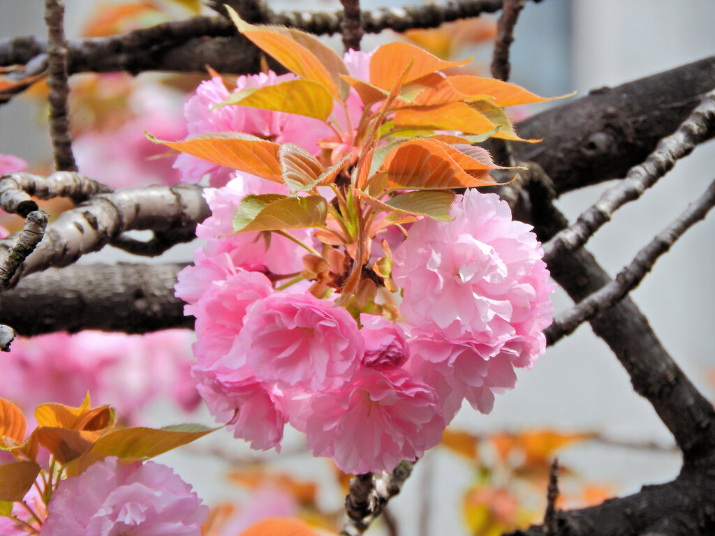 八重桜の♡を探して・・・６
