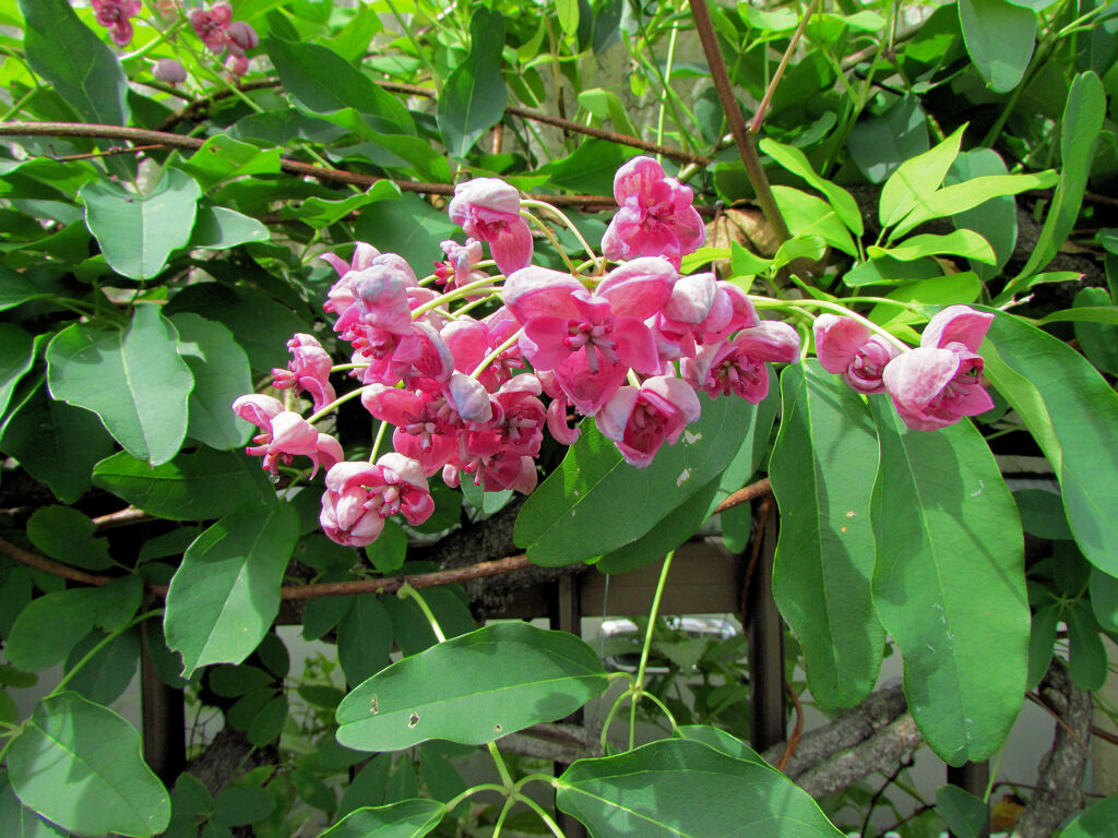 季節外れの　木通の花　１