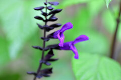 「サルビア・グアラニチカ」の花  (別名:メドーセージ) 4 「サルビア・グアラニチカ」の花  (別名:メドーセージ) 4