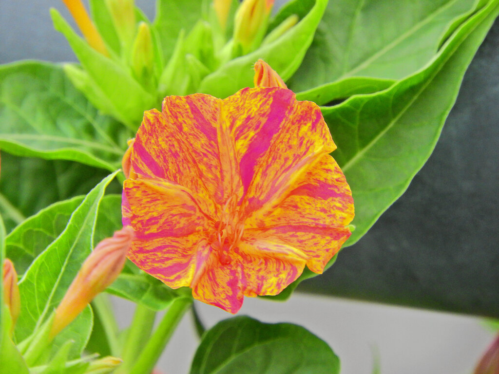 オシロイバナ（白粉花）　４