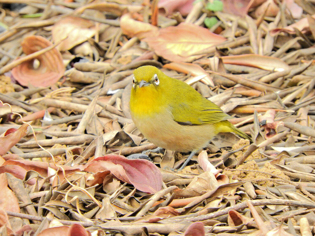 本日のメジロさん７
