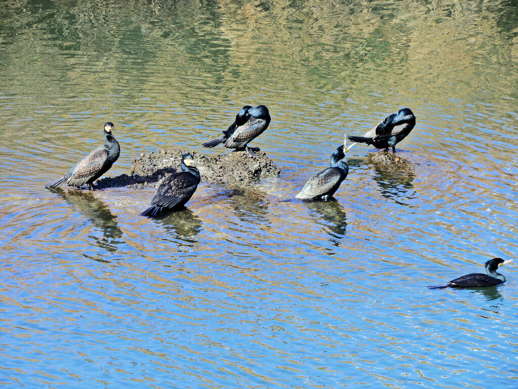 カワウの集会　３