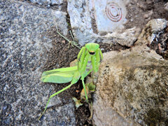 蟷螂に道を塞がれて喧嘩した・・（笑）　４