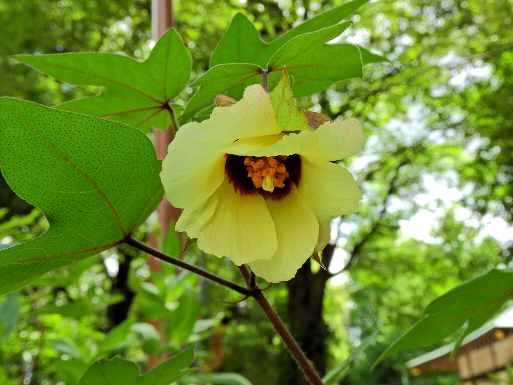 綿 （わた）の花　５