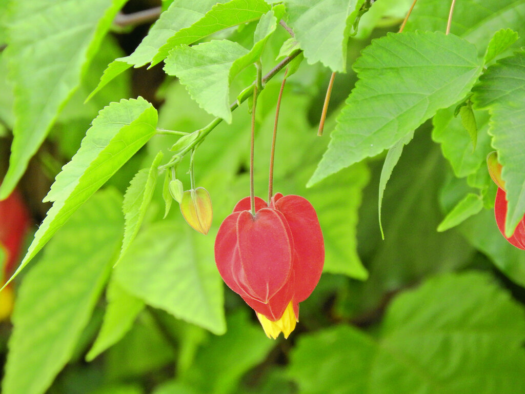 アプチロン・チロリアンランプ　１