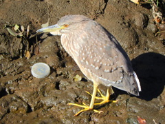 矢上川でホシゴイ・・ゴイサギの幼鳥