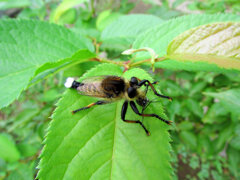 シオヤアブ　捕食中！　３