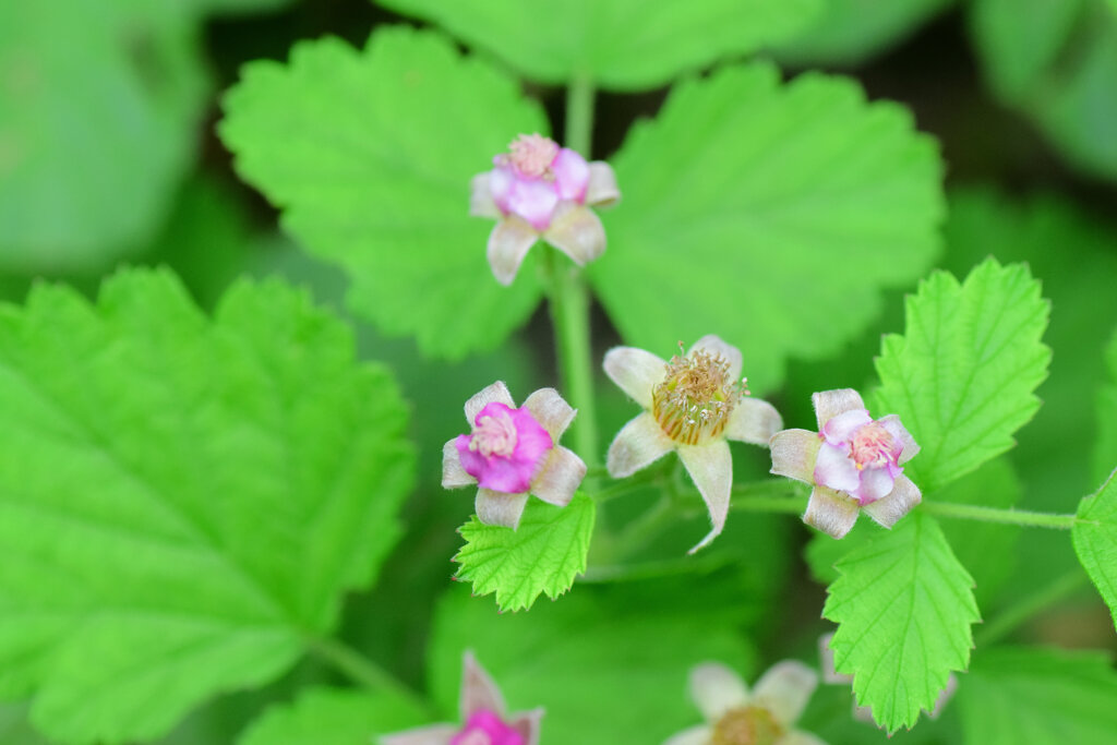 ナワシロイチゴ（苗代苺）の花　２