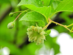 エゴノキの枝先に「猫の肉球」３