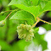 エゴノキの枝先に「猫の肉球」３