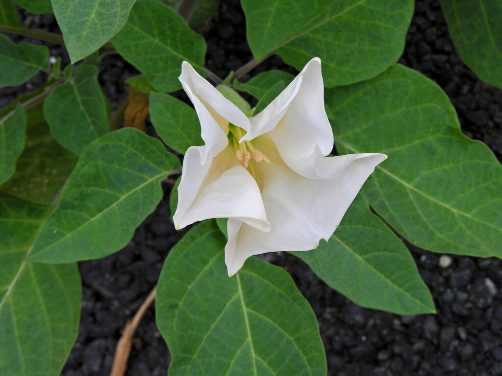 アメリカ朝鮮朝顔  （アメリカちょうせんあさがお）ダチュラ）(Datura)３