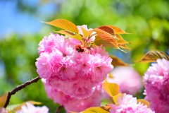 八重桜の♡を探して・・・５
