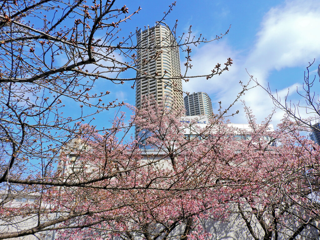 寒桜から望む武蔵小杉タワーマンション　1/2
