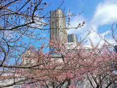 寒桜から望む武蔵小杉タワーマンション　1/2