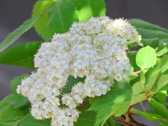 七竈（ナナカマド）の花　４