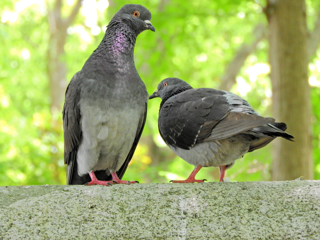 等々力緑地公園で森の鳥居の上で鳩がイチャイチャ♡３