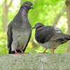 等々力緑地公園で森の鳥居の上で鳩がイチャイチャ♡３