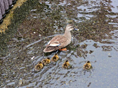カルガモの雛が10羽～5羽へ・・・(￣◇￣;)　４