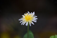 しろばな‐たんぽぽ【白花蒲公英】３