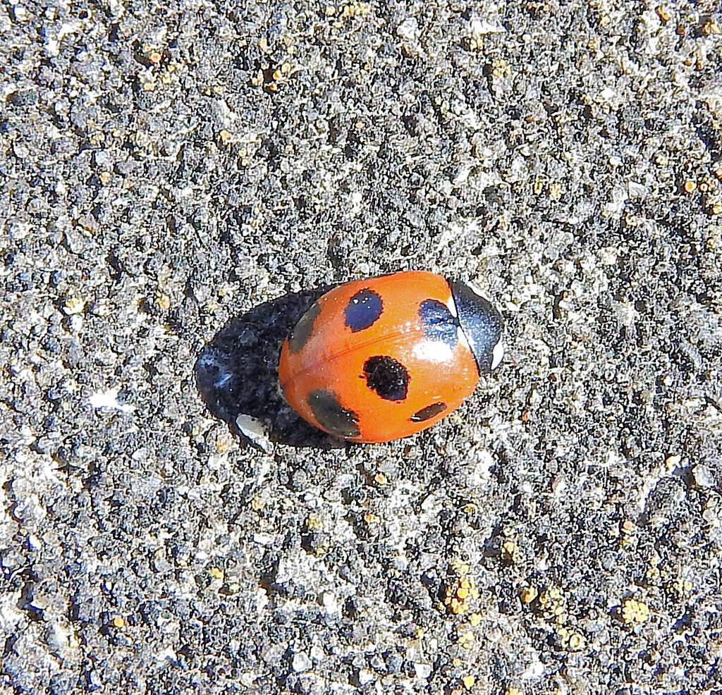 テントウ虫さん日向ぼっこ(∩.∩）　1/3