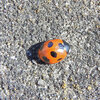 テントウ虫さん日向ぼっこ(∩.∩）　1/3