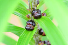 鬼百合のムカゴ　３