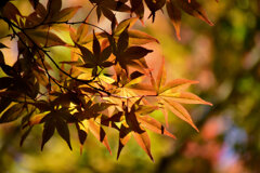 近所のお寺の紅葉　３