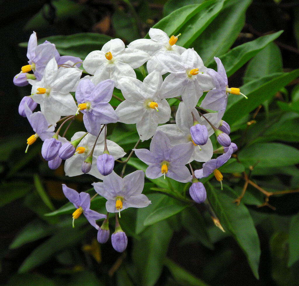 蔓花茄子 （つるはななす）　３