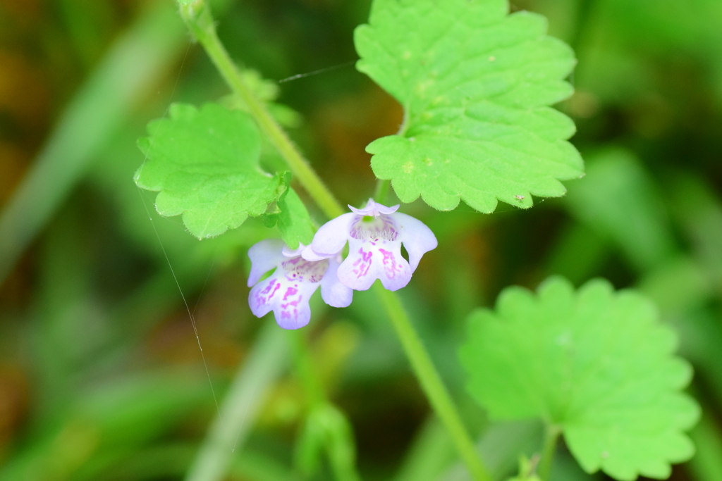 垣通 （かきどおし）　２