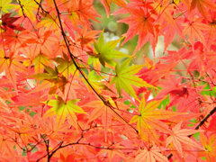 年末の大掃除　撮り溜め紅葉放出　１０