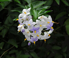 蔓花茄子 （つるはななす）　１