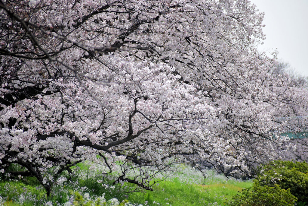 二子玉川の桜　６