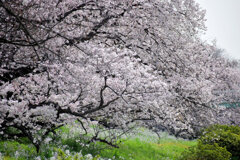 二子玉川の桜　６