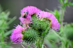 薊の花　２