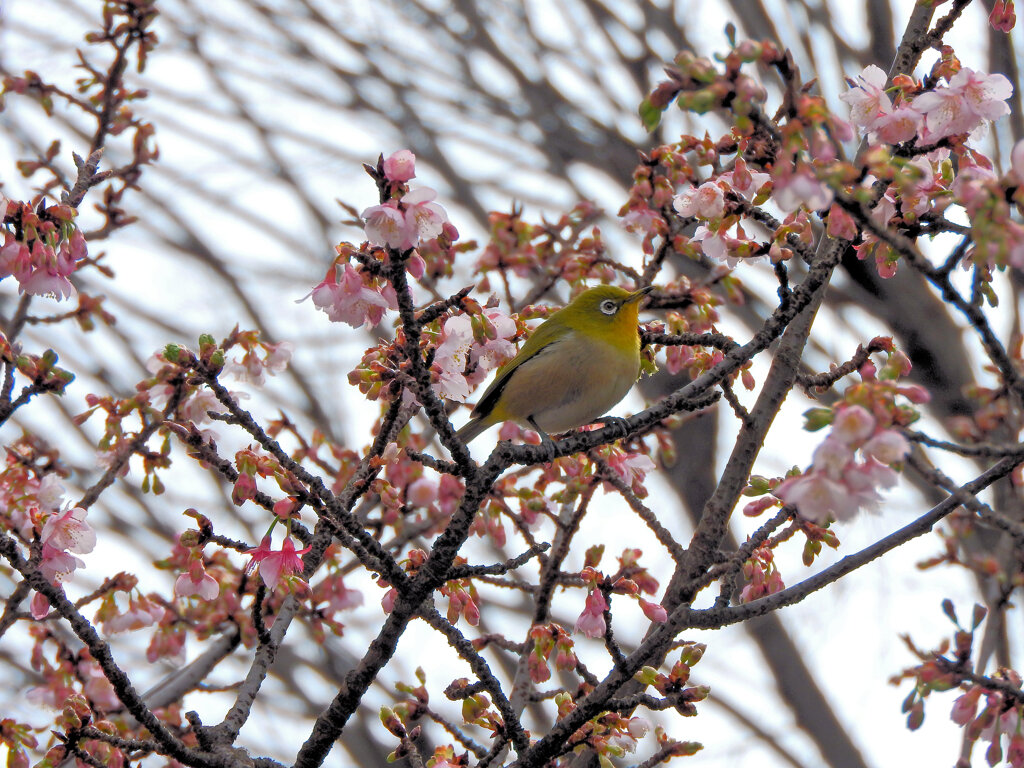 寒桜 （かんざくら）にサクジロー　2/2