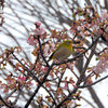 寒桜 （かんざくら）にサクジロー　2/2
