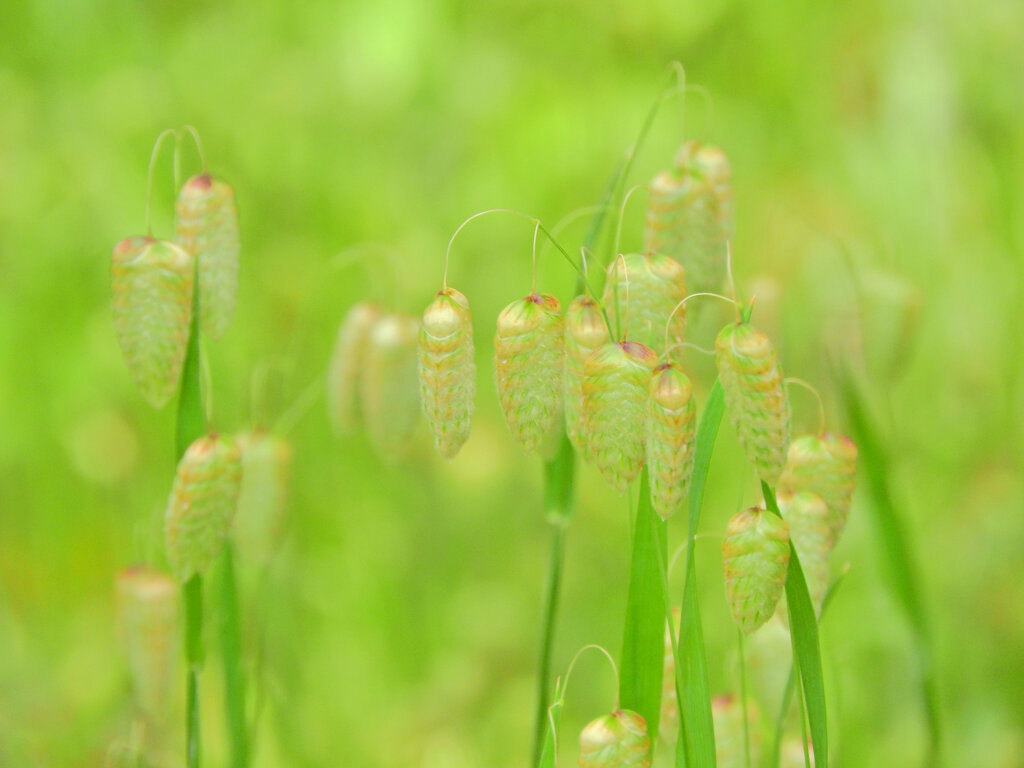 小判草 （こばんそう）　１