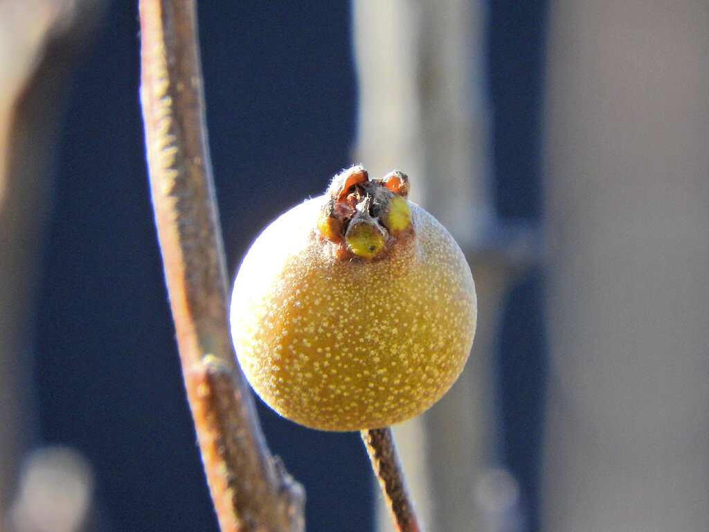 真冬の梨園で・・・７