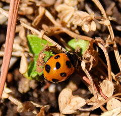 春が待ちきれない・・・てんとう虫さん１