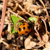 春が待ちきれない・・・てんとう虫さん１