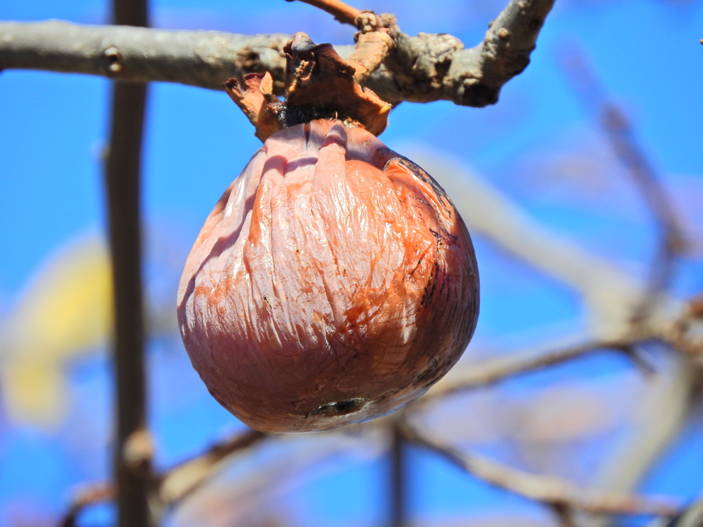 熟柿から婆柿へ・・・(￣◇￣;)　６