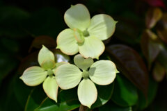 八重咲き山法師　４