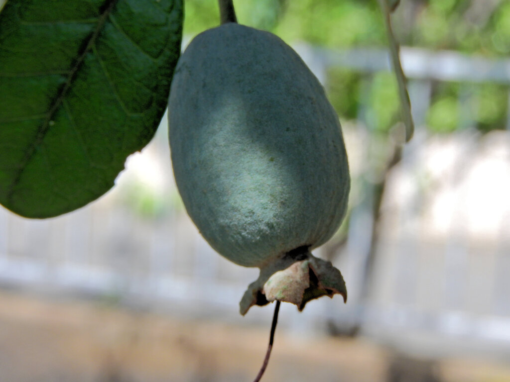 フェイジョア   (Feijoa)　実　７