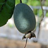 フェイジョア   (Feijoa)　実　７
