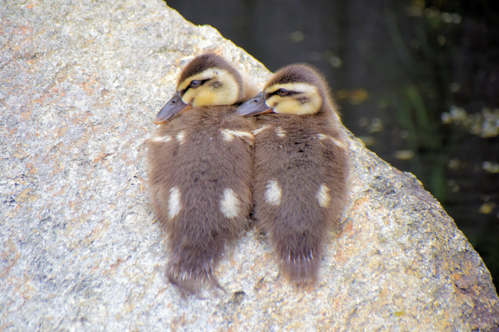 ナカヨシ♪(p*゜ー゜)乂(゜ー゜*q)コヨシ♪　２