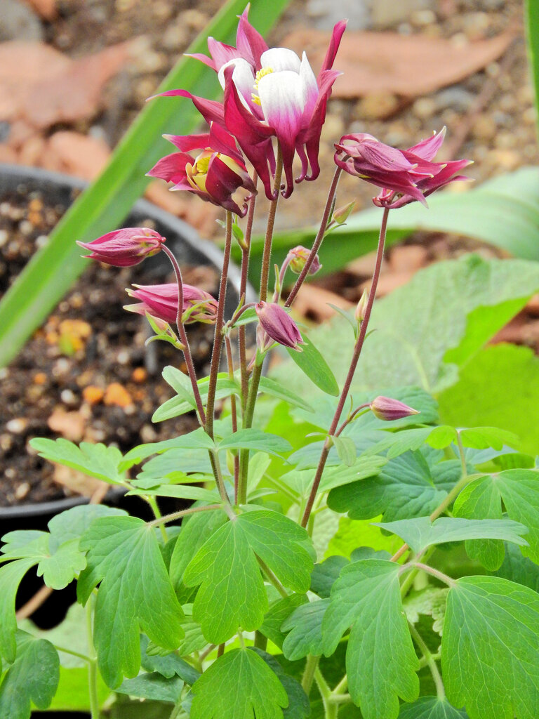 苧環 （おだまき）「小田巻」とも書く　６