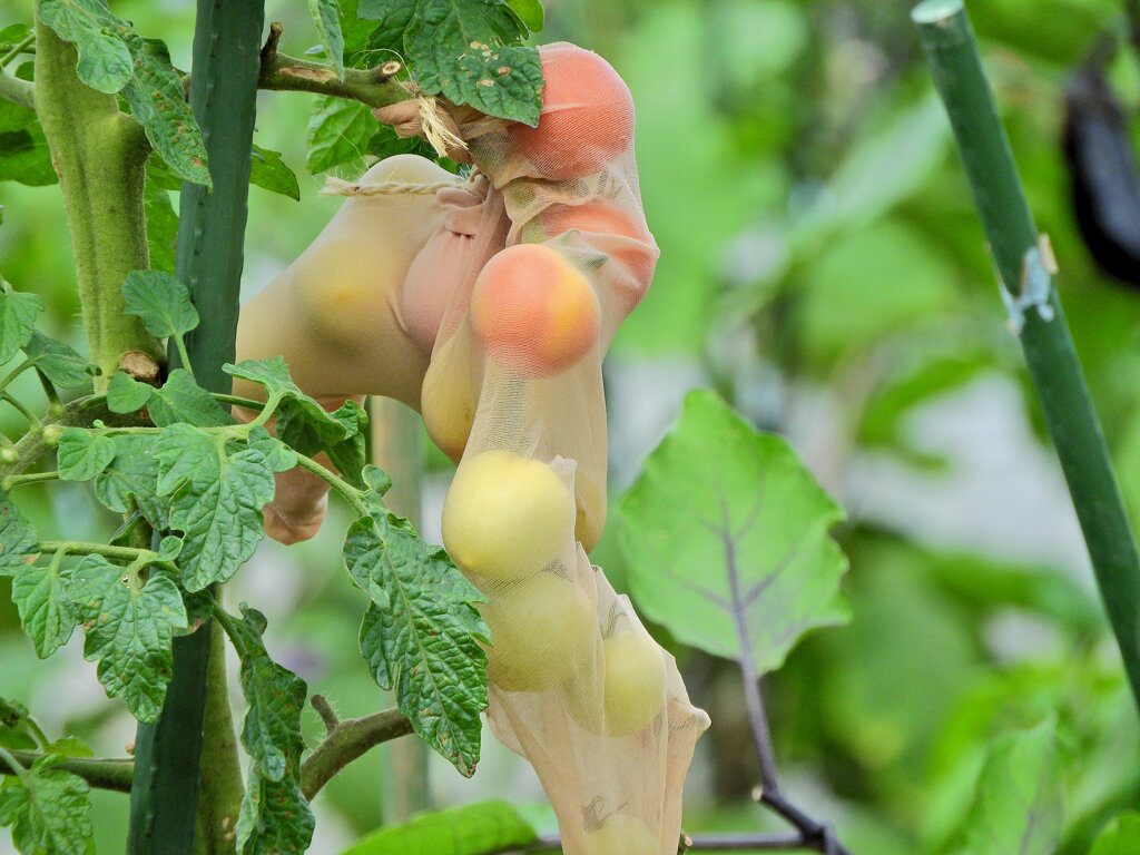 レンタル農園で　こんなトマトになりたくない(￣◇￣;)　２